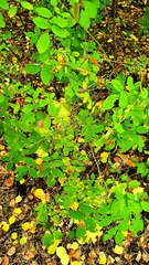 Rosa majalis