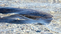 Gymnothorax pictus