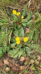Taraxacum serotinum