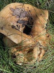 Lactifluus hygrophoroides