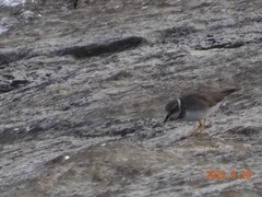 Charadrius placidus