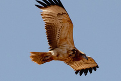 Hamirostra melanosternon