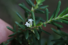 Styphelia margarodes