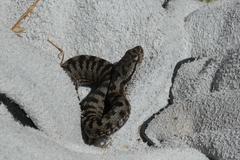 Vipera aspis