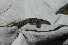 Vipera aspis