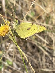 Colias hyale