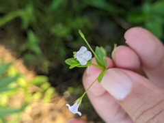 Lindernia procumbens