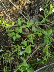 Lindernia procumbens