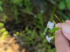 Lindernia procumbens