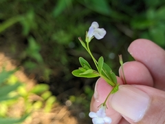 Lindernia procumbens