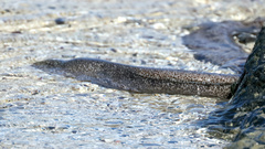 Gymnothorax pictus