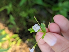 Lindernia procumbens