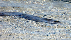 Gymnothorax pictus