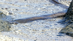 Gymnothorax pictus