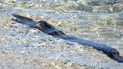 Gymnothorax pictus