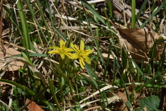 Gagea lutea