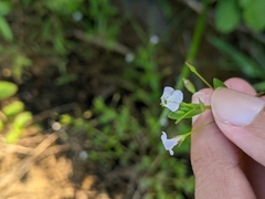 Lindernia procumbens