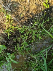 Lindernia procumbens