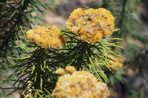 Cassinia leptocephala, photograph 3