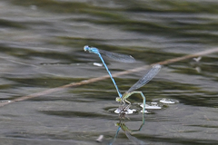 Erythromma lindenii