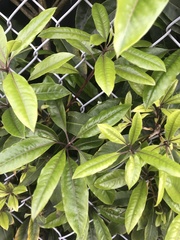 Elaeocarpus reticulatus