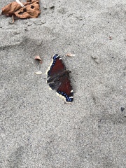 Nymphalis