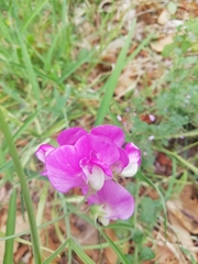 Lathyrus latifolius