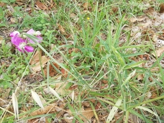Lathyrus latifolius