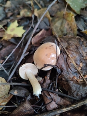 Fungi