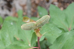 Paeonia mascula