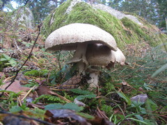 Agaricus augustus