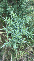 Ulex europaeus