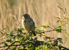 Emberiza calandra
