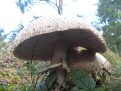 Agaricus augustus