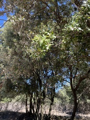 Quercus ilex