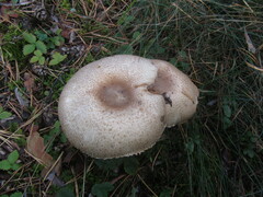 Agaricus augustus