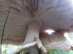 Agaricus augustus