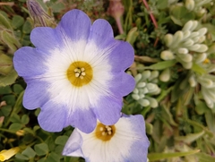 Nolana paradoxa