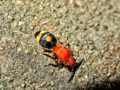 Odontomutilla uranioides