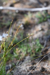 Carex myosuroides