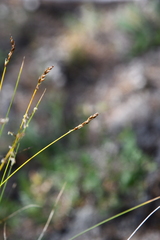 Carex myosuroides