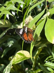 Cethosia penthesilea