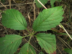 Parthenocissus inserta