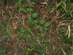 Parthenocissus inserta