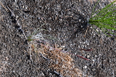Festuca auriculata