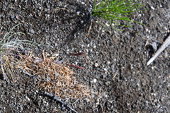 Festuca auriculata