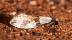Monopis meliorella
