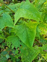 Parasenecio hastatus