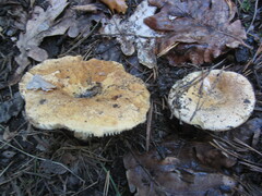 Russula delica