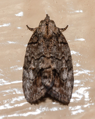 Etanna clopaea